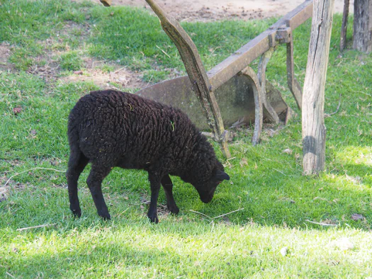 Pairi Daiza (Brugelette, Belgium)
